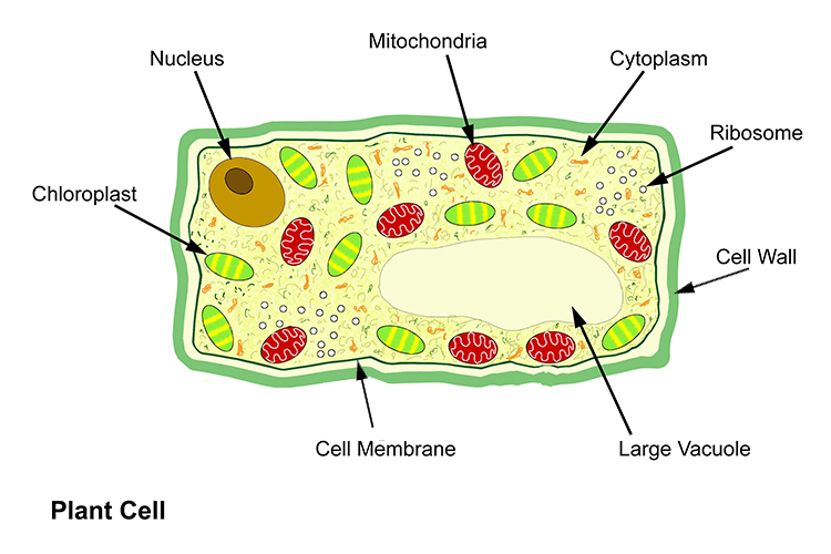 Annotated diagram of a plant cell including detailed structure
